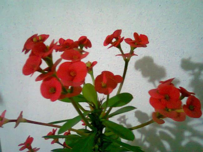 Name:  Fotoraf2532.jpg
Views: 947
Size:  42.4 KB