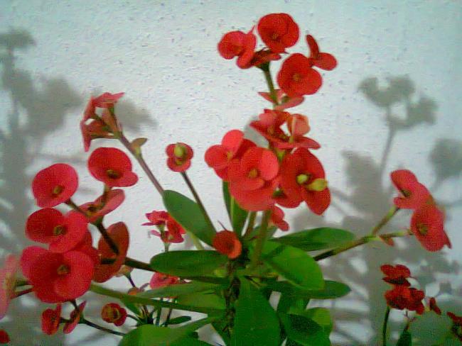 Name:  Fotoraf2533.jpg
Views: 972
Size:  49.0 KB