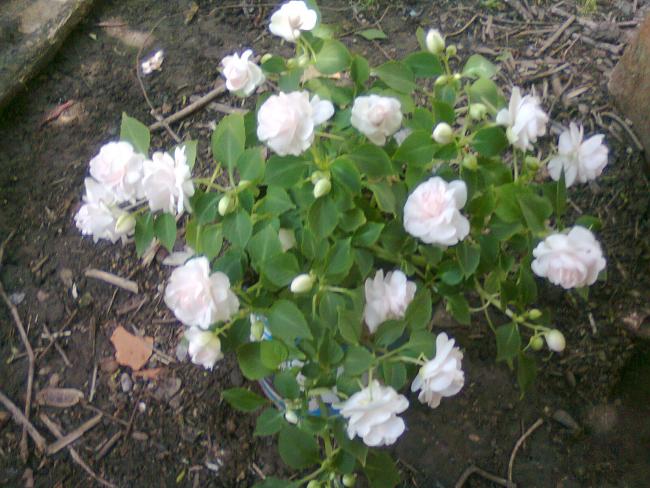 Name:  Fotoraf2562.jpg
Views: 867
Size:  58.5 KB