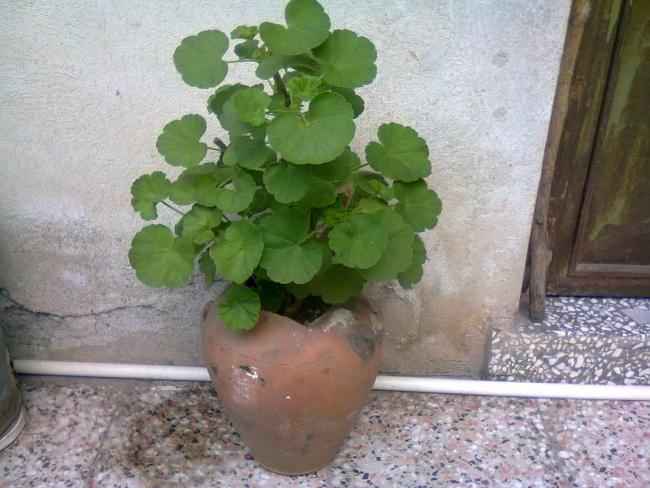 Name:  Fotoraf2570.jpg
Views: 818
Size:  53.8 KB