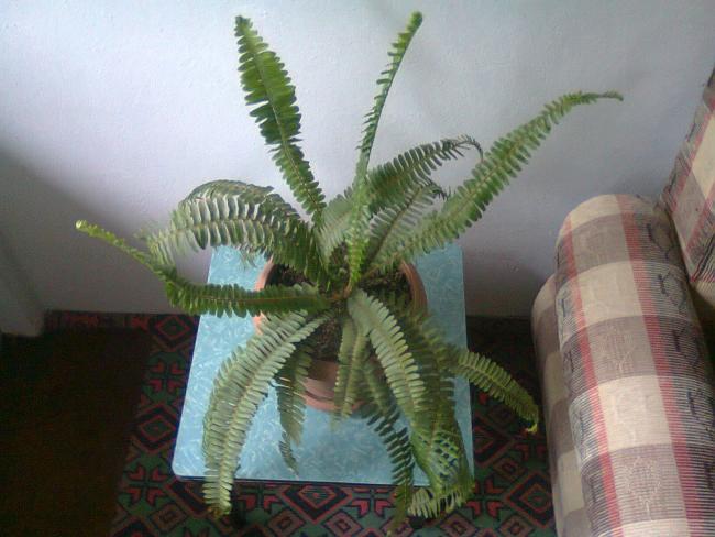 Name:  Fotoraf2503.jpg
Views: 793
Size:  43.9 KB