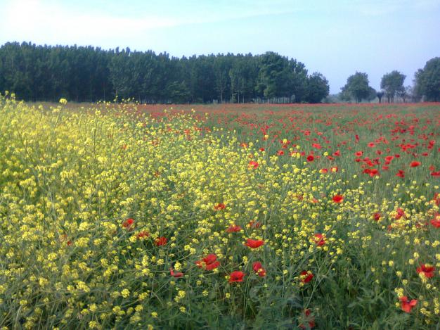 Name:  Fotoraf2516.jpg
Views: 843
Size:  71.0 KB
