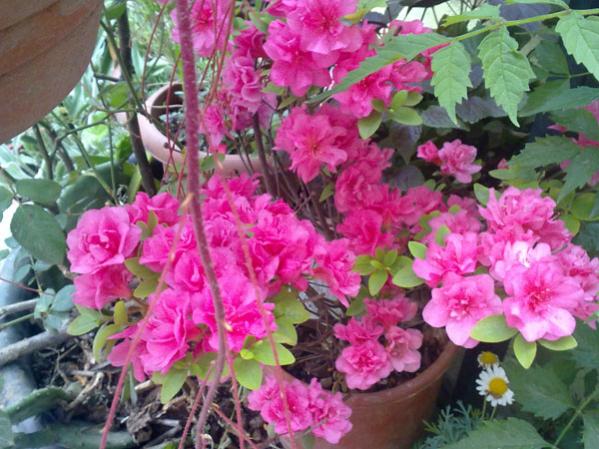 Name:  Aelya (2).jpg
Views: 2350
Size:  57.4 KB