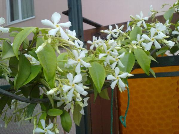 Name:  Arap Yasemini.jpg
Views: 3596
Size:  41.4 KB