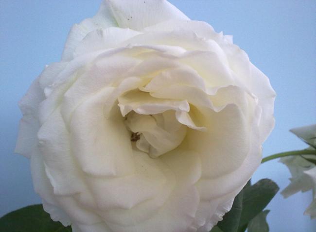 Name:  Beyaz Gl (2).jpg
Views: 1925
Size:  22.2 KB
