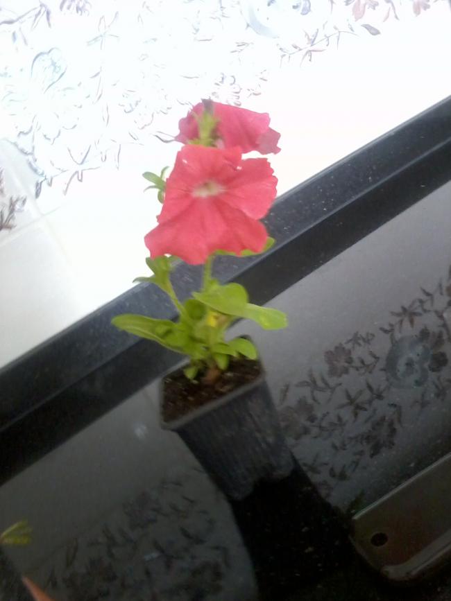 Name:  Fotoraf0132.jpg
Views: 449
Size:  41.5 KB