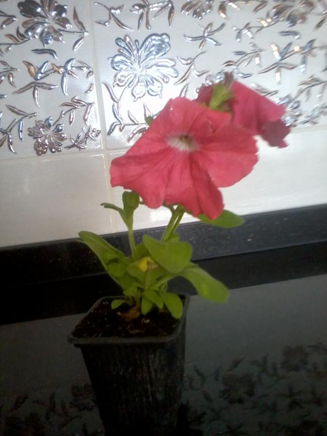 Name:  Fotoraf0133.jpg
Views: 460
Size:  57.6 KB