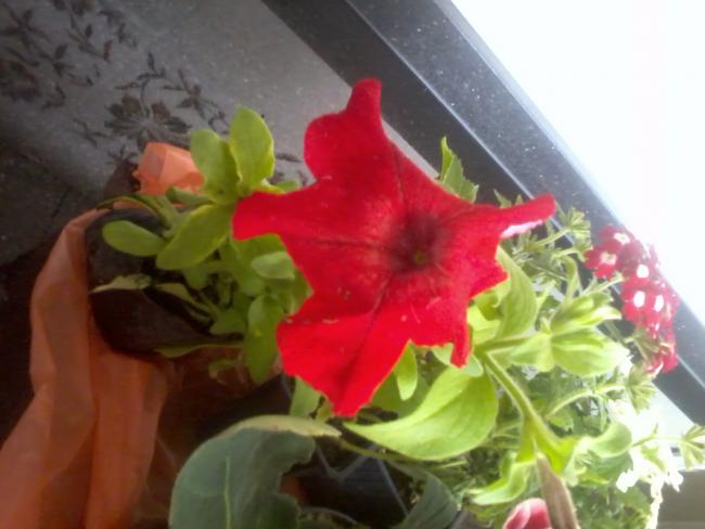 Name:  Fotoraf0134.jpg
Views: 470
Size:  35.2 KB