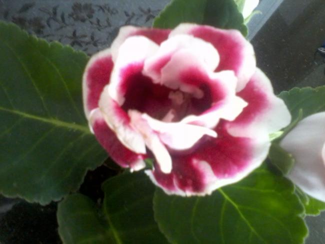 Name:  Fotoraf0136.jpg
Views: 477
Size:  30.3 KB