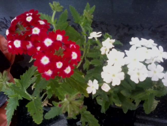 Name:  Fotoraf0148.jpg
Views: 444
Size:  38.1 KB