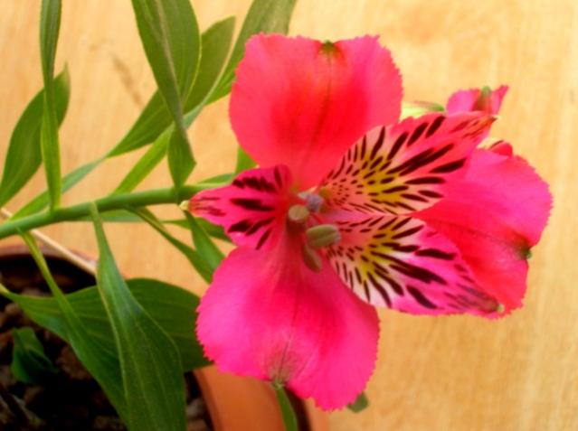 Name:  DSCN3397.jpg
Views: 1268
Size:  34.6 KB