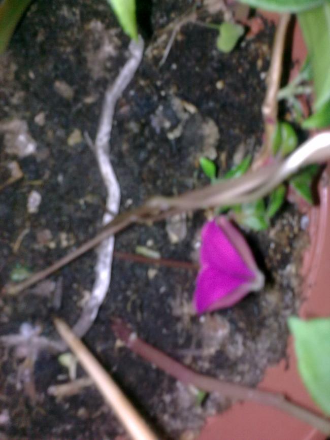 Name:  Grnt0490.jpg
Views: 518
Size:  55.2 KB
