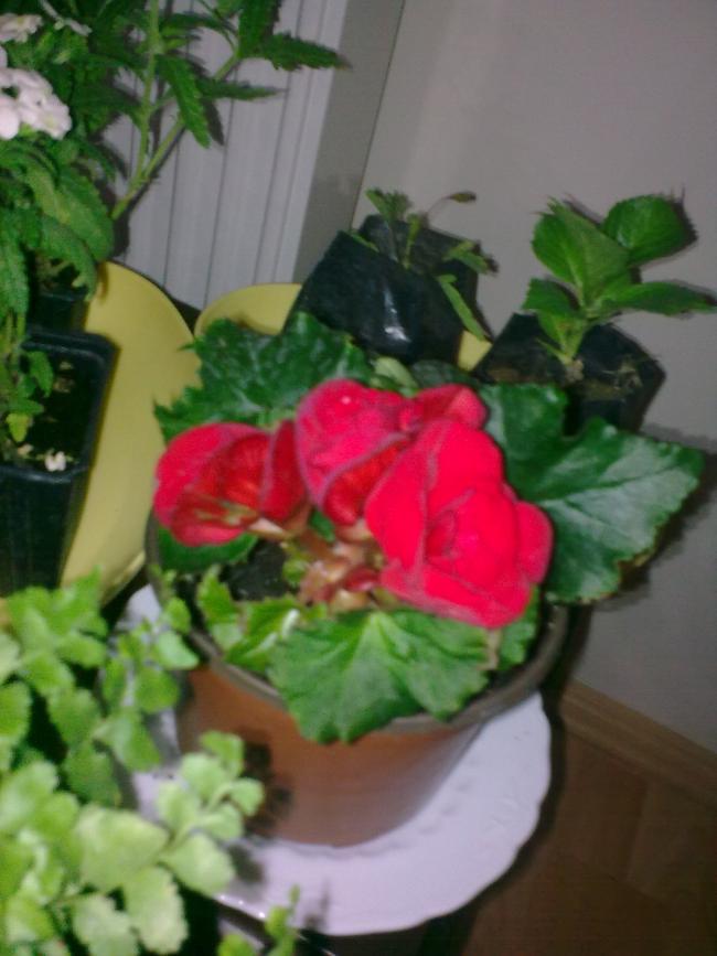 Name:  Grnt0492.jpg
Views: 505
Size:  55.2 KB