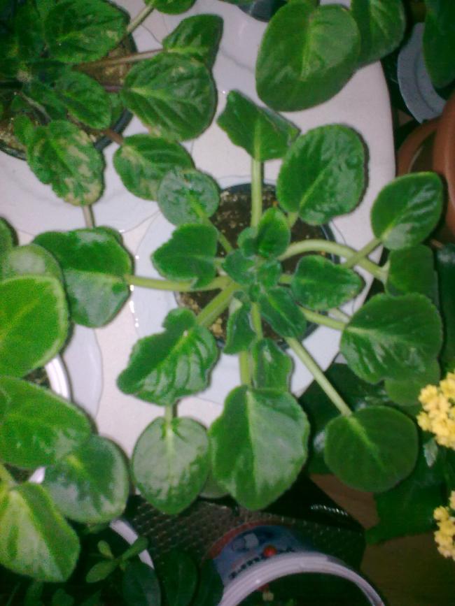 Name:  Grnt0489.jpg
Views: 479
Size:  68.7 KB