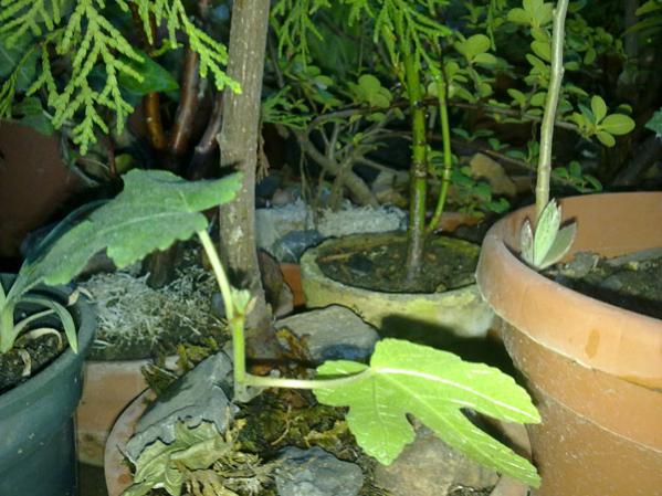 Name:  Bonsai Grnm (1).jpg
Views: 2050
Size:  52.7 KB