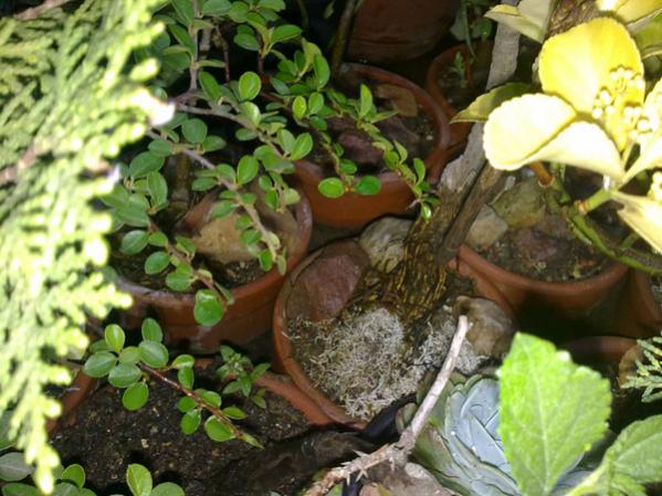 Name:  Bonsai Grnm (2).jpg
Views: 1956
Size:  54.1 KB