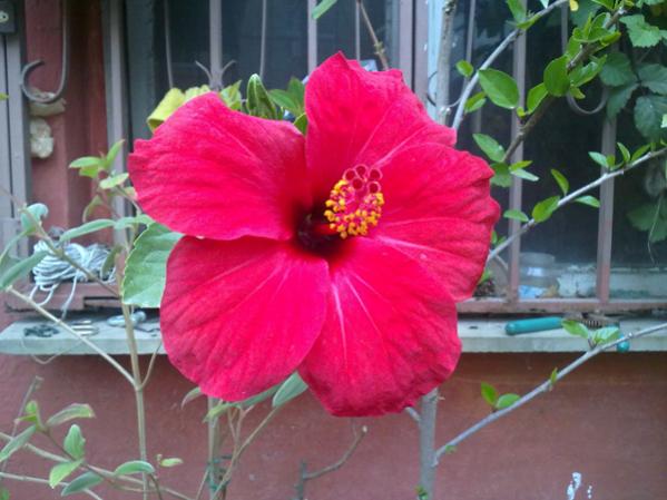 Name:  Japon Gl.jpg
Views: 1934
Size:  41.1 KB