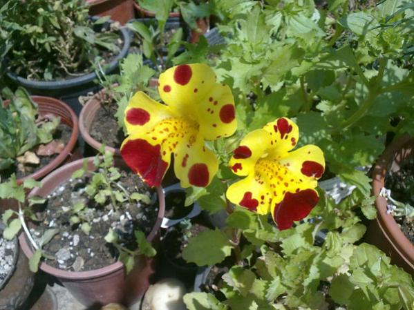 Name:  Misk iei(Mimulus) (2).jpg
Views: 2413
Size:  56.6 KB