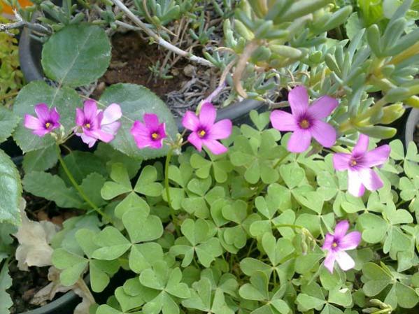 Name:  Oxalis.jpg
Views: 1824
Size:  55.1 KB