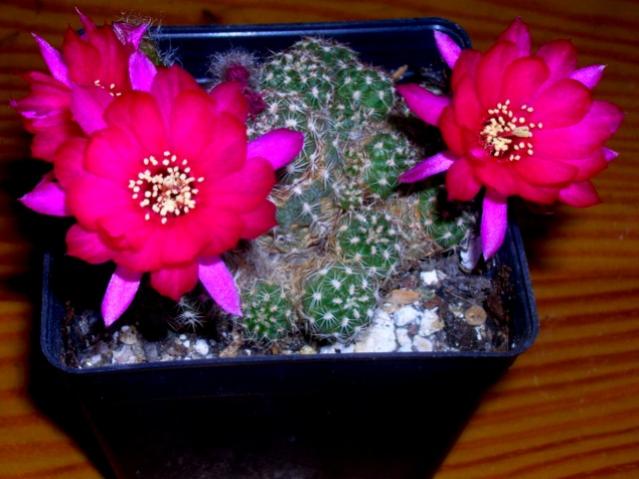 Name:  DSCN3404.jpg
Views: 1201
Size:  43.0 KB