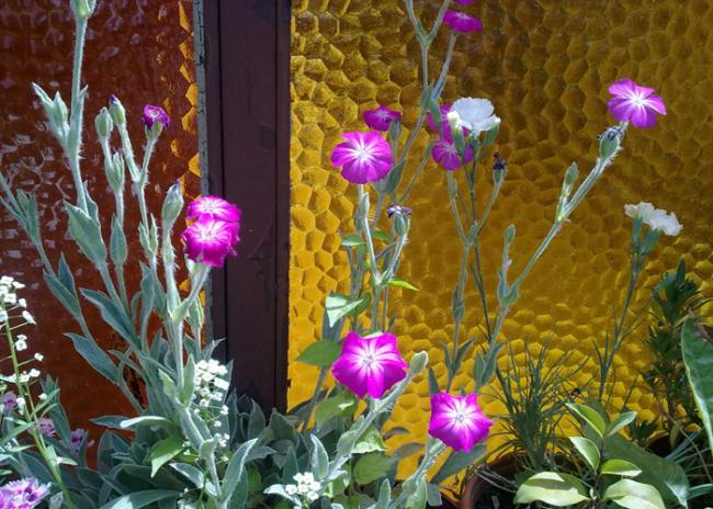 Name:  Lychnis coronaria(Karanfil gl).jpg
Views: 2848
Size:  67.1 KB