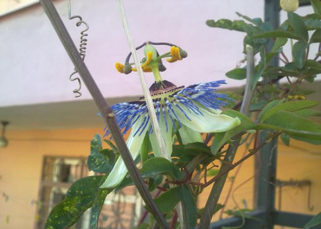 Name:  Saat iei.jpg
Views: 2146
Size:  38.4 KB