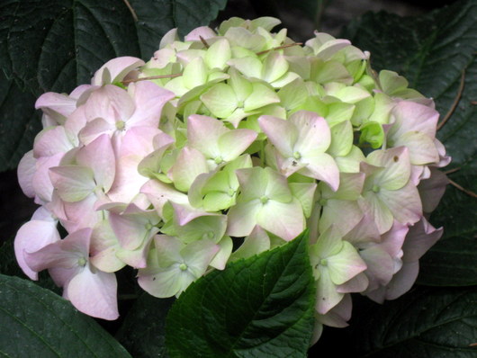 Name:  IMG_0539.JPG
Views: 965
Size:  65.8 KB