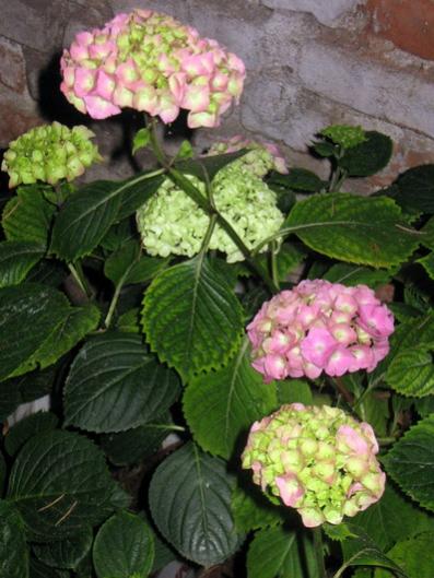 Name:  IMG_0433.jpg
Views: 963
Size:  41.8 KB