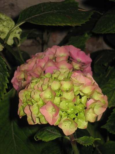 Name:  IMG_0436.JPG
Views: 979
Size:  60.0 KB