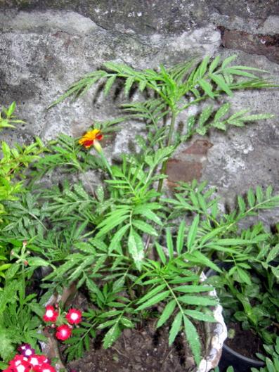 Name:  IMG_0549.jpg
Views: 1021
Size:  56.6 KB