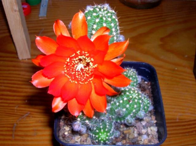 Name:  DSCN3422.jpg
Views: 1159
Size:  44.3 KB