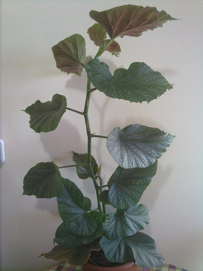 Name:  250520134668.jpg
Views: 695
Size:  52.4 KB
