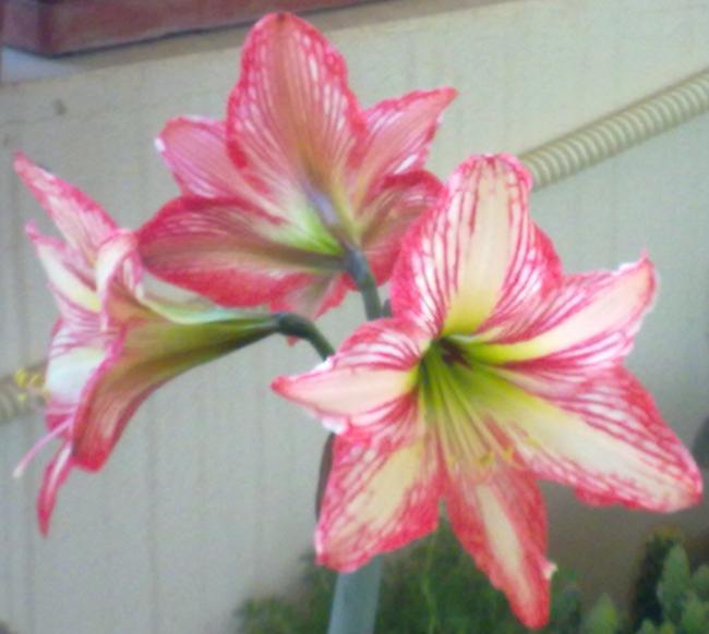 Name:  120520131280.jpg
Views: 441
Size:  37.5 KB