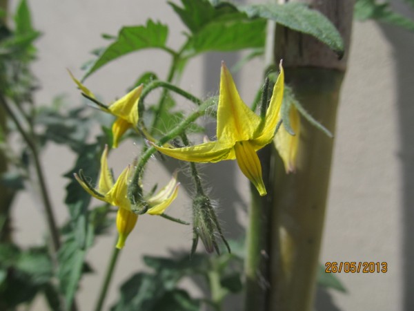 Name:  IMG_0953.jpg
Views: 1037
Size:  48.4 KB
