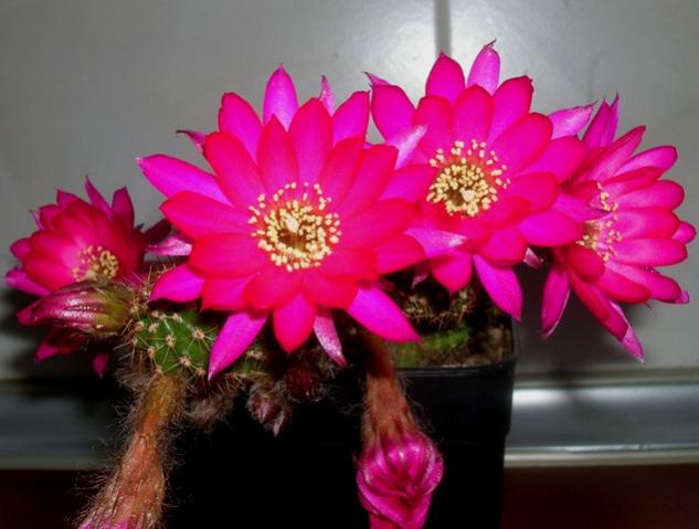 Name:  DSCN3456.jpg
Views: 1139
Size:  37.6 KB