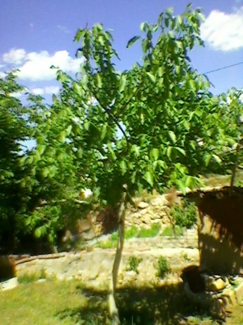 Name:  SP_A0192.jpg
Views: 559
Size:  58.5 KB