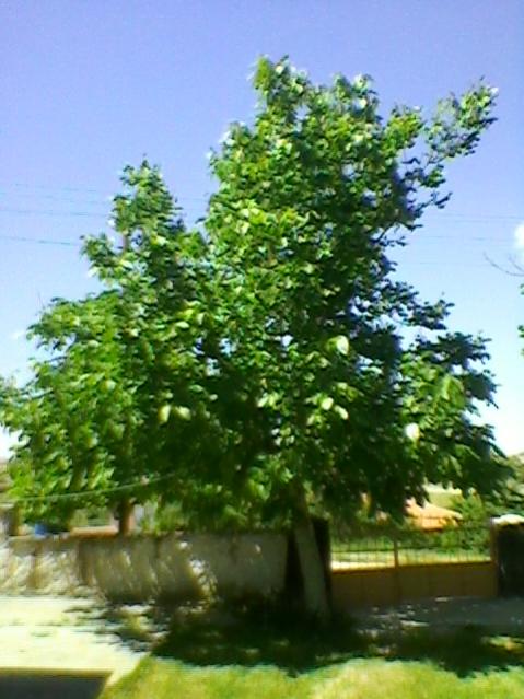 Name:  SP_A0193.jpg
Views: 530
Size:  51.6 KB