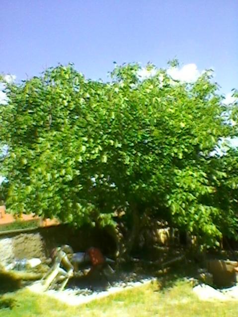 Name:  SP_A0194.jpg
Views: 530
Size:  56.0 KB