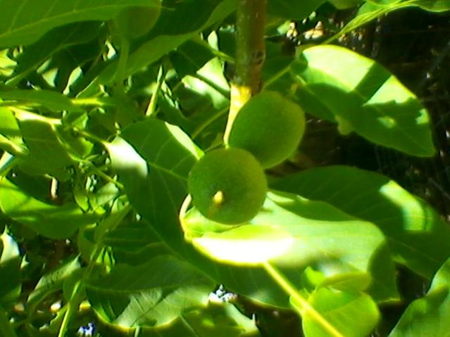 Name:  SP_A0195.jpg
Views: 533
Size:  42.5 KB