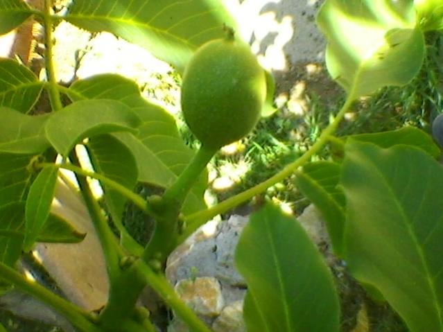 Name:  SP_A0196.jpg
Views: 511
Size:  40.6 KB