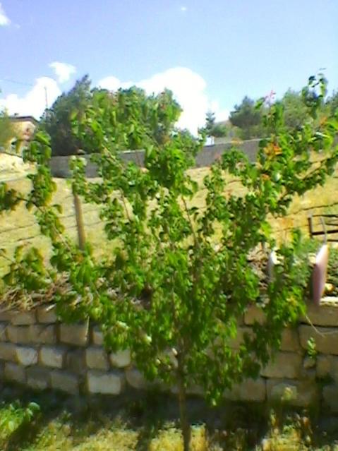 Name:  SP_A0197.jpg
Views: 545
Size:  50.1 KB