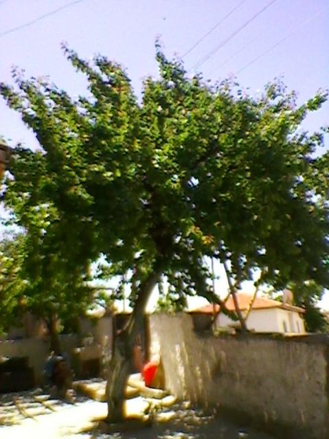 Name:  SP_A0218.jpg
Views: 526
Size:  52.8 KB