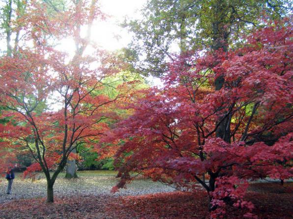 Name:  westonbirt_acer_palmatum_600x.jpg
Views: 1302
Size:  69.9 KB