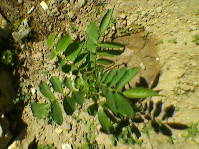 Name:  SP_A0199.jpg
Views: 529
Size:  60.9 KB