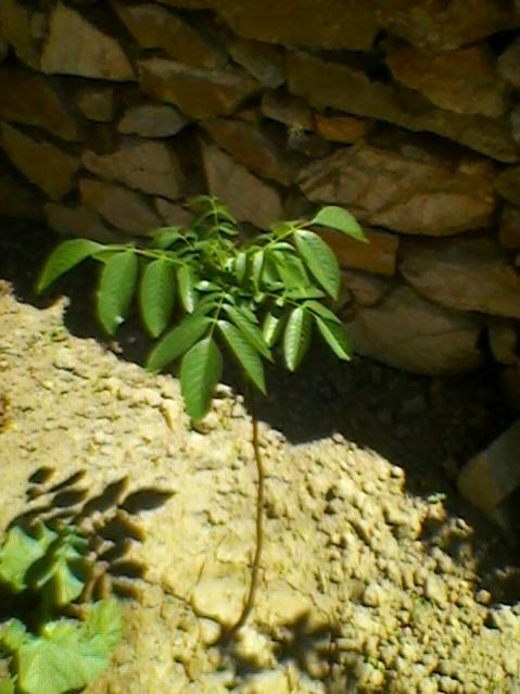 Name:  SP_A0200.jpg
Views: 477
Size:  46.4 KB