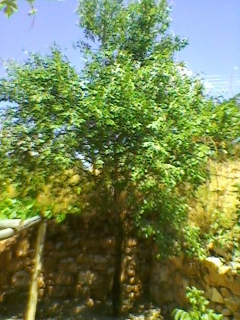Name:  SP_A0202.jpg
Views: 508
Size:  63.5 KB