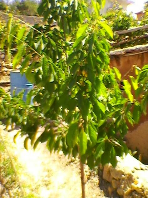 Name:  SP_A0211.jpg
Views: 507
Size:  61.7 KB