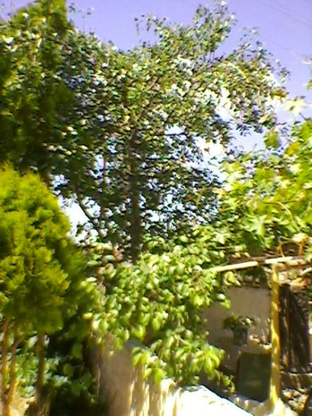 Name:  SP_A0215.jpg
Views: 540
Size:  64.5 KB