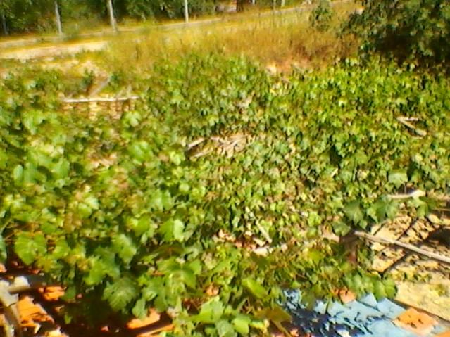 Name:  SP_A0227.jpg
Views: 529
Size:  69.8 KB