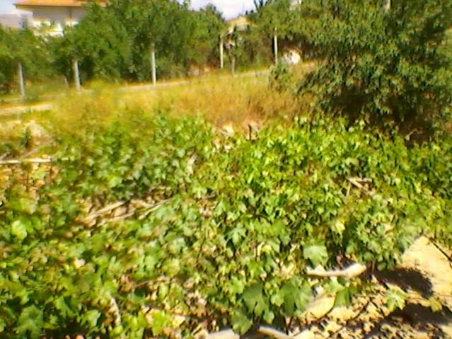 Name:  SP_A0229.jpg
Views: 525
Size:  69.4 KB
